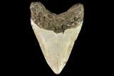 Fossil Megalodon Tooth - North Carolina #109816-2